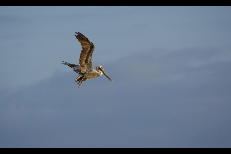 Pelican in Flight